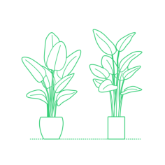 Plants Indoor Plants Bird Of Paradise Vinyl Cutting Svg File, Free Vectors File